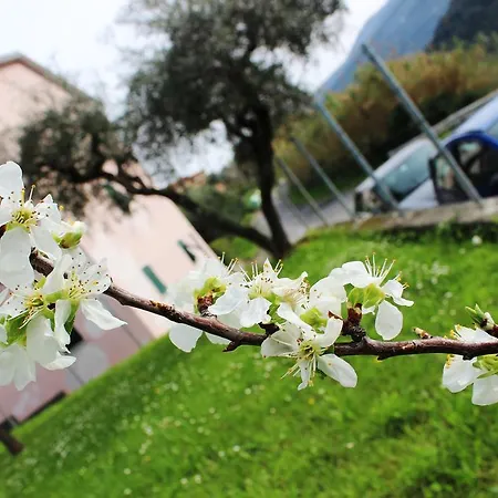 Gli Olivi
